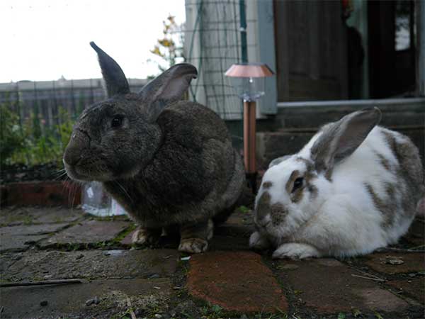 bunny05