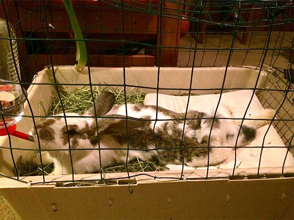 bunny08