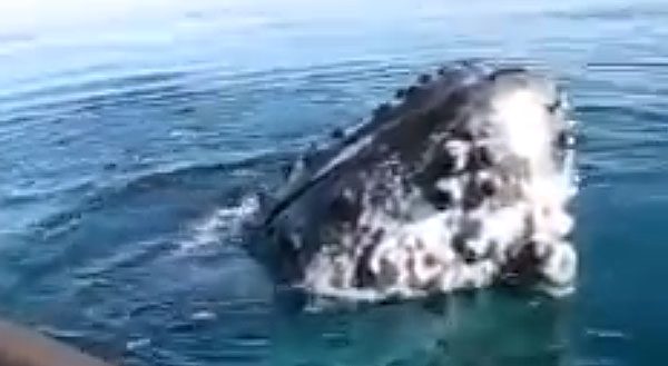 Two Huge Whales Come And ‘Play’ With Two People In A Canoe