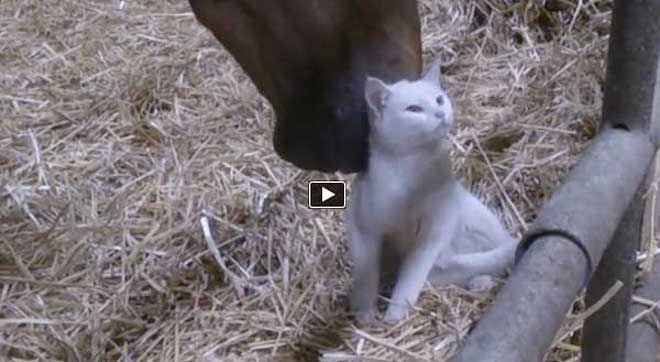 Kitten Fearlessly Gets Close To Horse For Cuddles