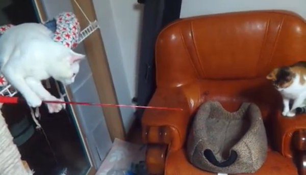 cats fishing