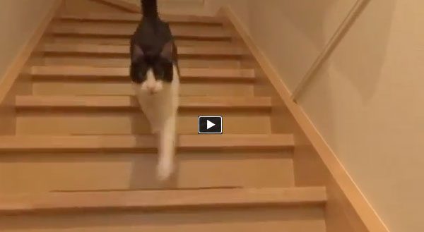 Cat Has The Sweetest Reaction When Her Human Comes Home From Vacation