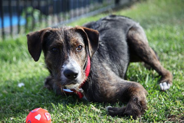 Nobody Wants This Sweet Dog With Deformed Front Legs. Please SHARE To Help Him Find A Home.