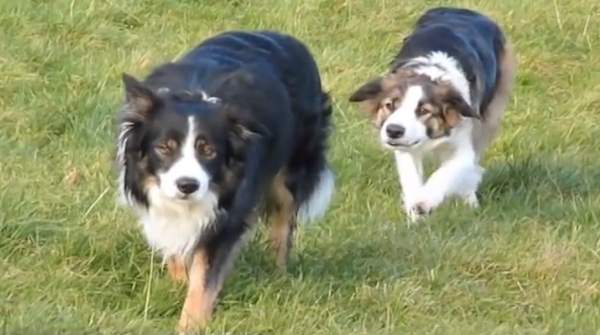 Border Collies have fun