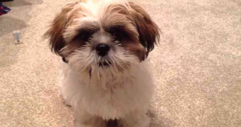 Smart Puppy Will Stick Out His Tongue If His Mom Asks Him To
