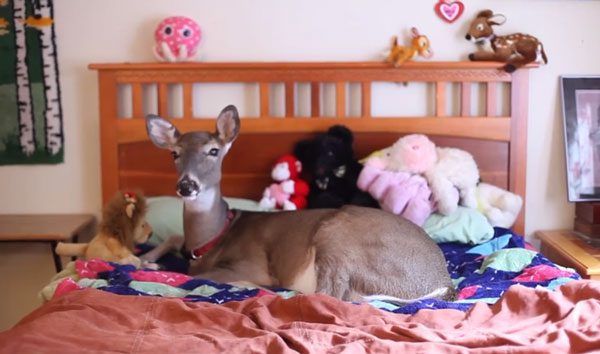 Dying Fawn Teaches Woman About The Power Of Love
