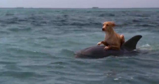 Story Of Friendship Between Dog And Dolphin Is Incredibly Heartwarming