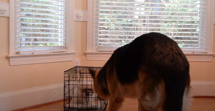 Puppy Kept Escaping Her Kennel, So Her Mom Set Up A Camera And Is Surprised By What She Sees