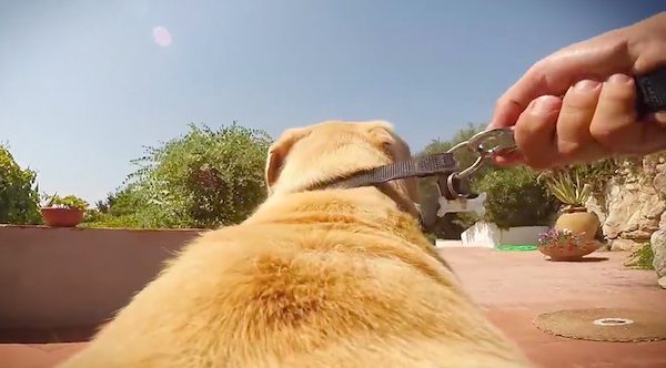 walter the dog runs to the beach