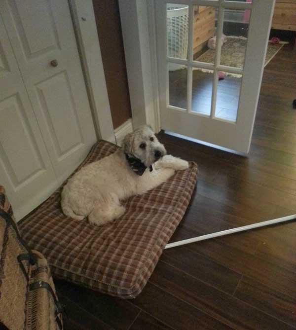 Family Builds Special Den For Their Dog Under The Stairs
