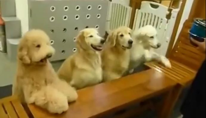 Dogs are amazing at mealtime