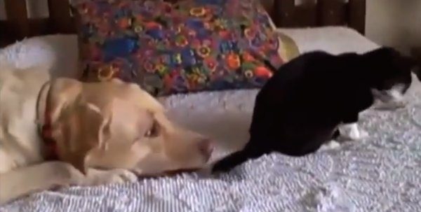 dogs want to be friends with cats