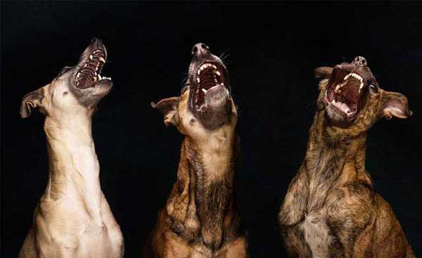 Photo by Elke Vogelsang