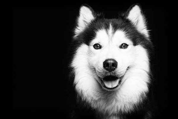 elke-vogelsang-13