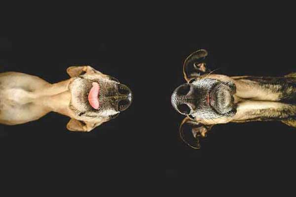 Photo by Elke Vogelsang