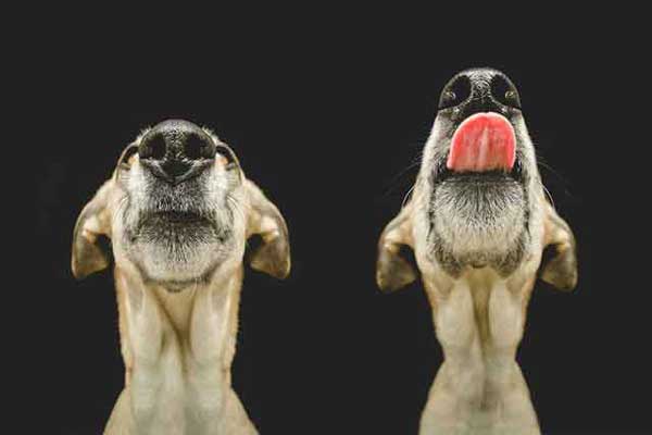 elke-vogelsang-16
