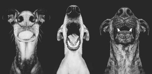 Photo by Elke Vogelsang
