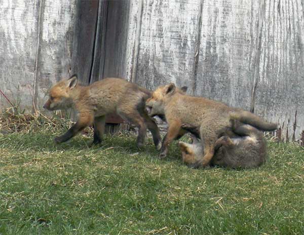 fox-kits-8
