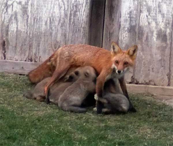fox-kits-9