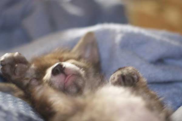fox-rescue-02