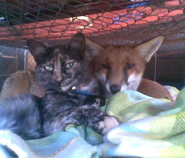 fox-rescue-04