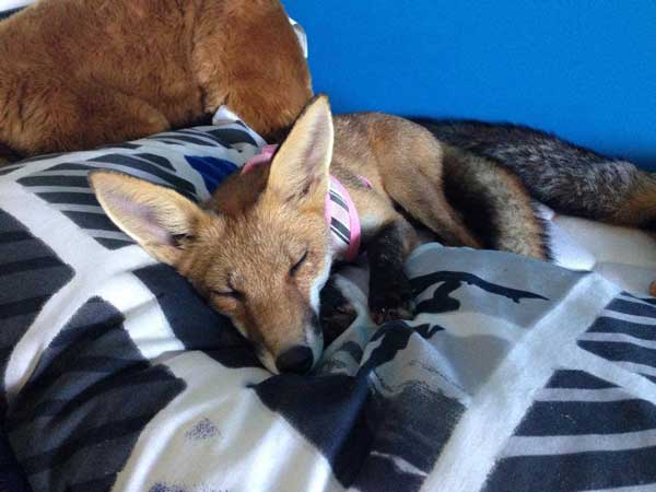 fox-rescue-07