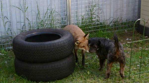 fox-rescue-12