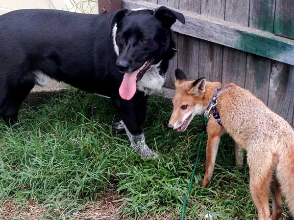 fox-rescue-18