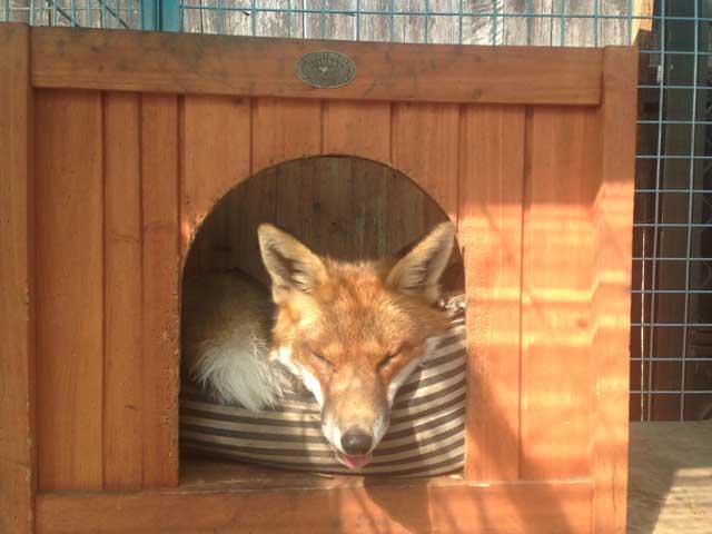 fox-resue-1