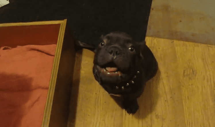 Cranky Puppy Gives His Human An Earful When Told To Go To Sleep