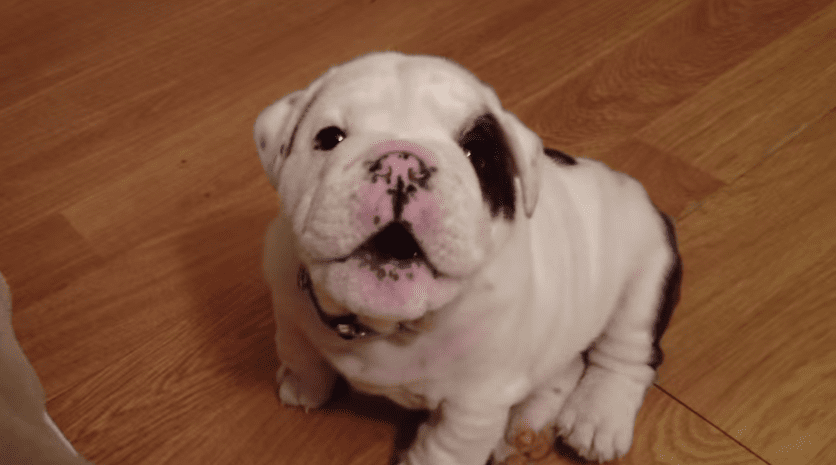 Outrageously Cute Puppy Throws Adorable Temper Tantrum