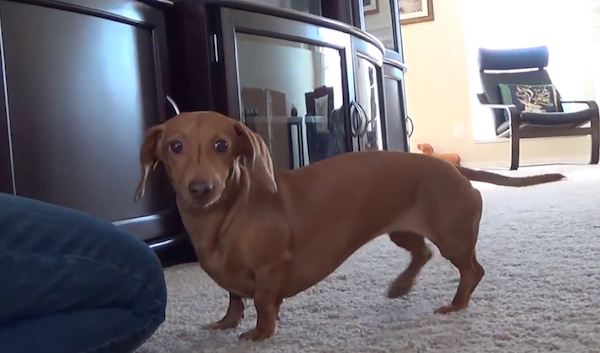 Gracie the Dachshund