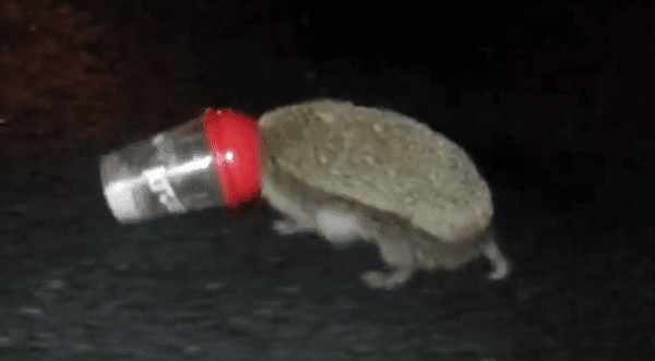 Woman Stumbles Across Little Hedgehog With His Head Stuck In Milkshake Cup