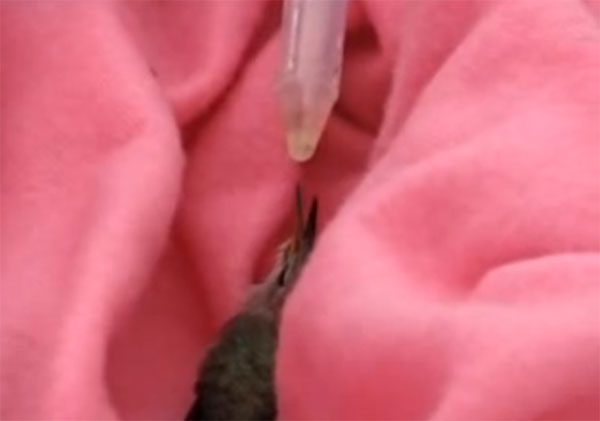 hummingbird3