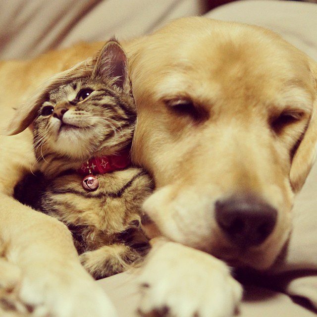 This Kitten’s Mom Rejected Her. What Happened After She Met This Golden Retriever Stole My Heart.