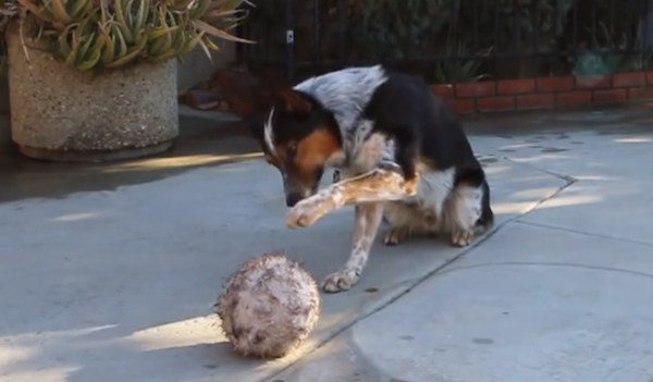 Jumpy performs trick with ball