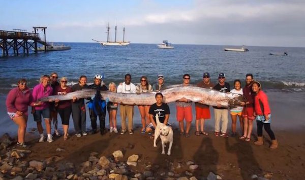 oarfish-1