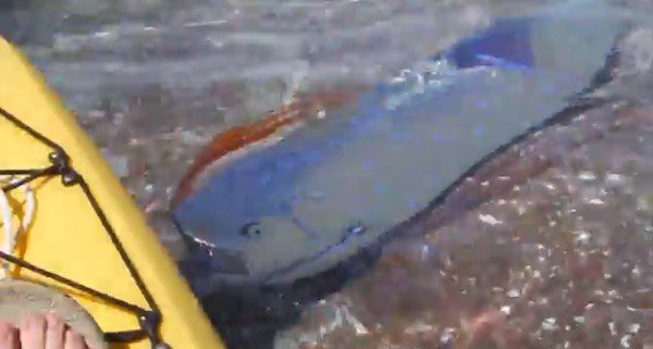 oarfish-2