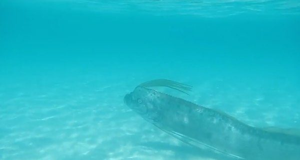 oarfish-3