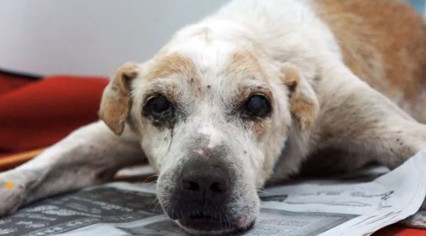 Dying Stray Dog Is Granted His Last Wish And Teaches Everyone A Touching Lesson About Love
