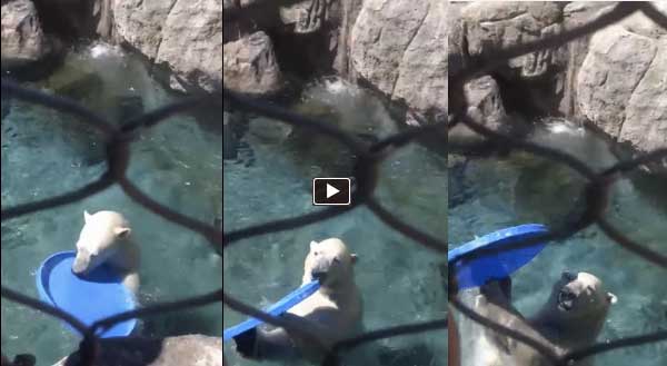 polar bear plays frisbee