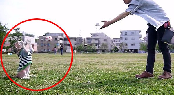 Smart Beagle Is The Only Dog In The World Who Can Catch A Ball Like This