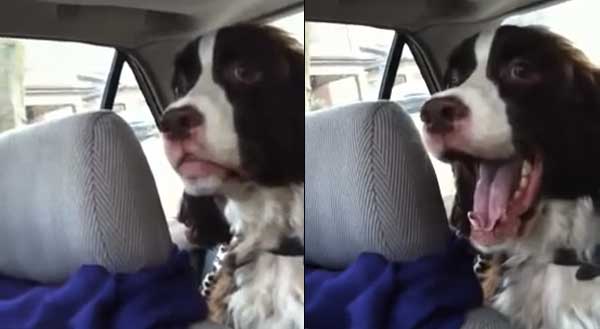 Dog has unique bark