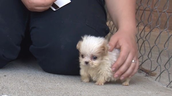 Ruggles the tiny rescue puppy
