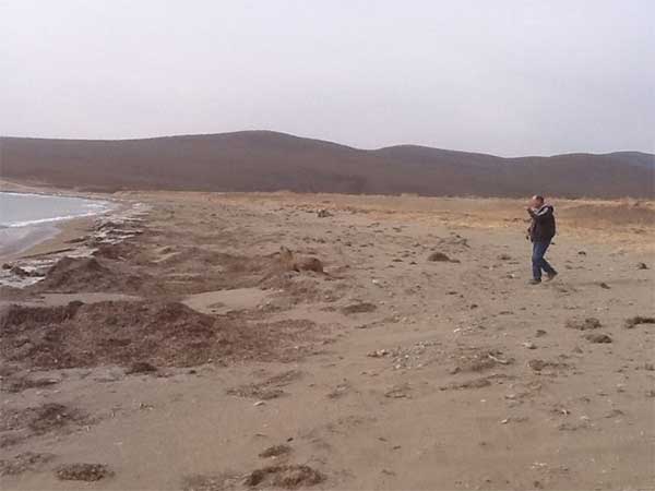sea_lion_10