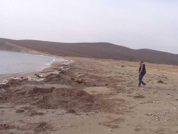 sea_lion_11