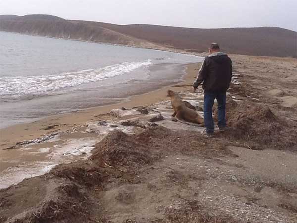 sea_lion_12