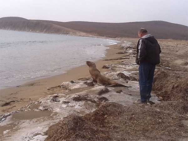 sea_lion_14