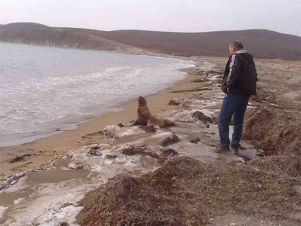 sea_lion_15