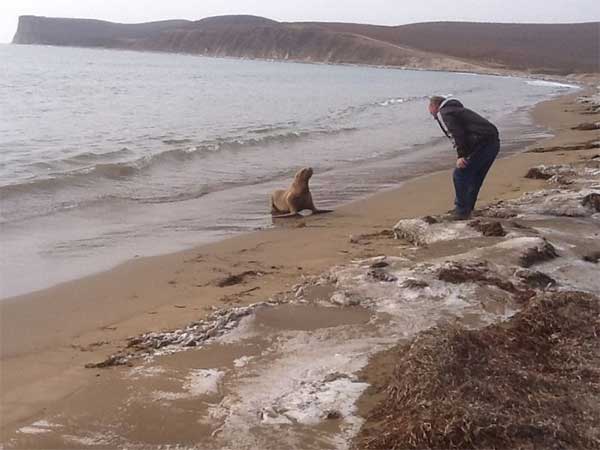 sea_lion_17